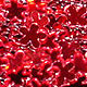 Dark Red Metallic