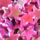 Dark Pink